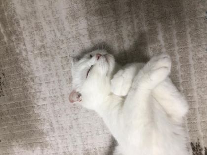 2,5 YAŞLARINDA ANKARA KEDİSİ AÇIKLAMAYI OKUYUNUZ