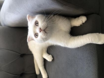 2,5 YAŞLARINDA ANKARA KEDİSİ AÇIKLAMAYI OKUYUNUZ