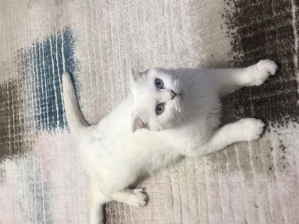 2,5 YAŞLARINDA ANKARA KEDİSİ AÇIKLAMAYI OKUYUNUZ