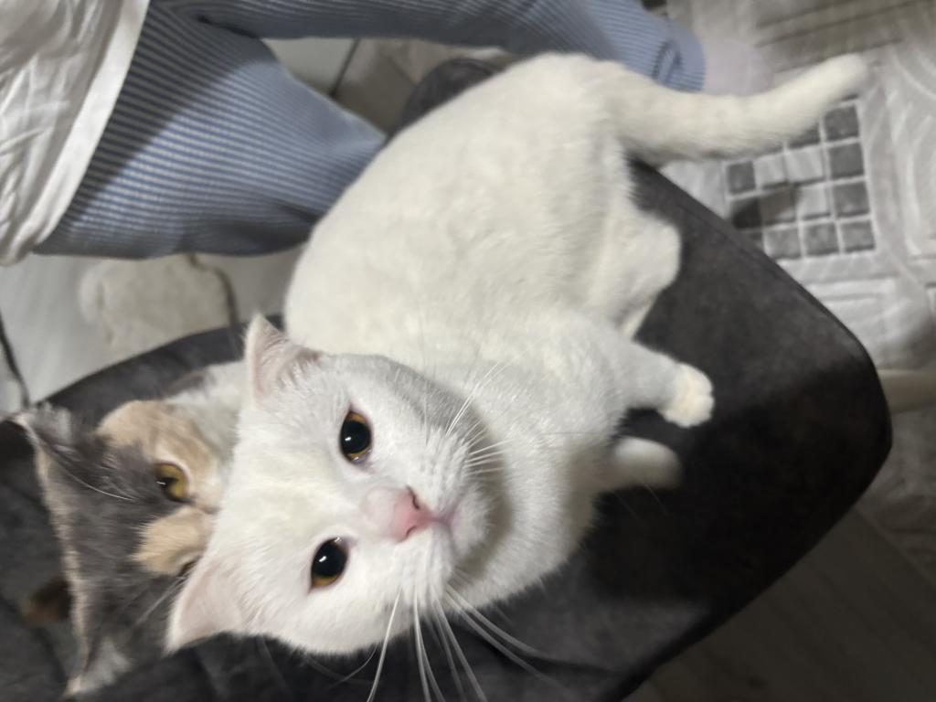 KEDİMİZ GÜZEL LUNA İÇİN YUVA ARIYORUM