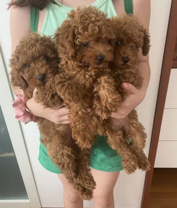 SEVİMLİ OYUNCU TOY POODLE YAVRULAR