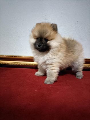 POMERANİAN BOO 50 GÜNLÜK