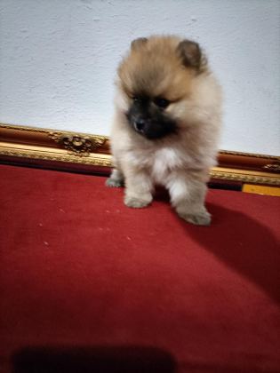POMERANİAN BOO 50 GÜNLÜK