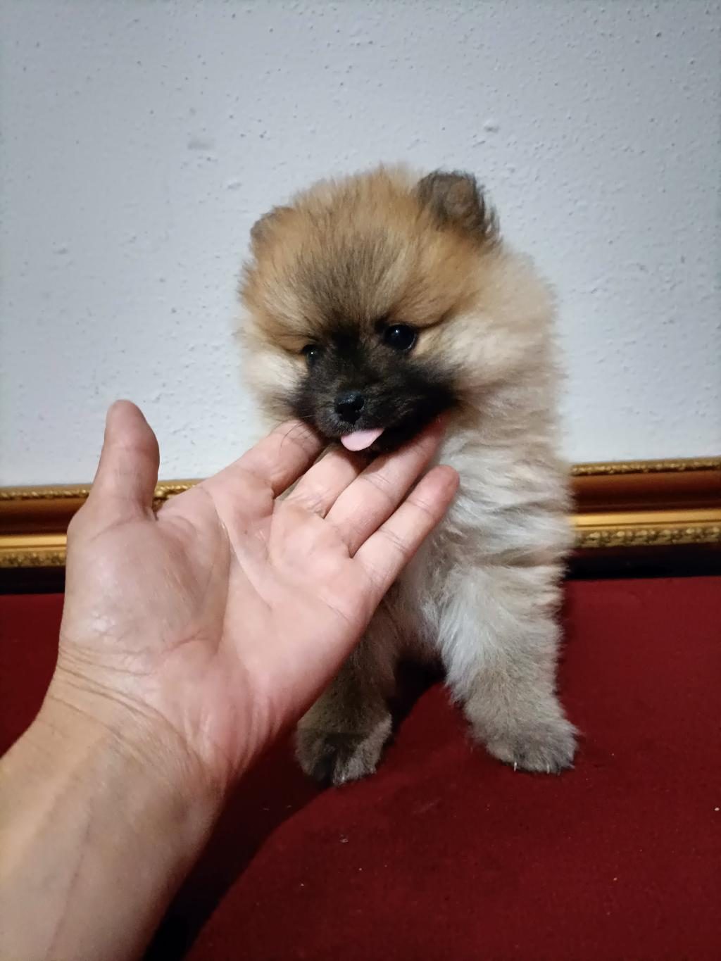 POMERANİAN BOO 50 GÜNLÜK