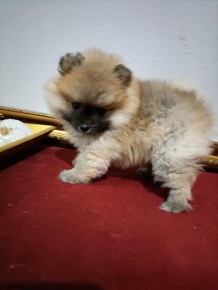 POMERANİAN BOO 50 GÜNLÜK