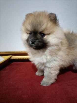 POMERANİAN BOO 50 GÜNLÜK