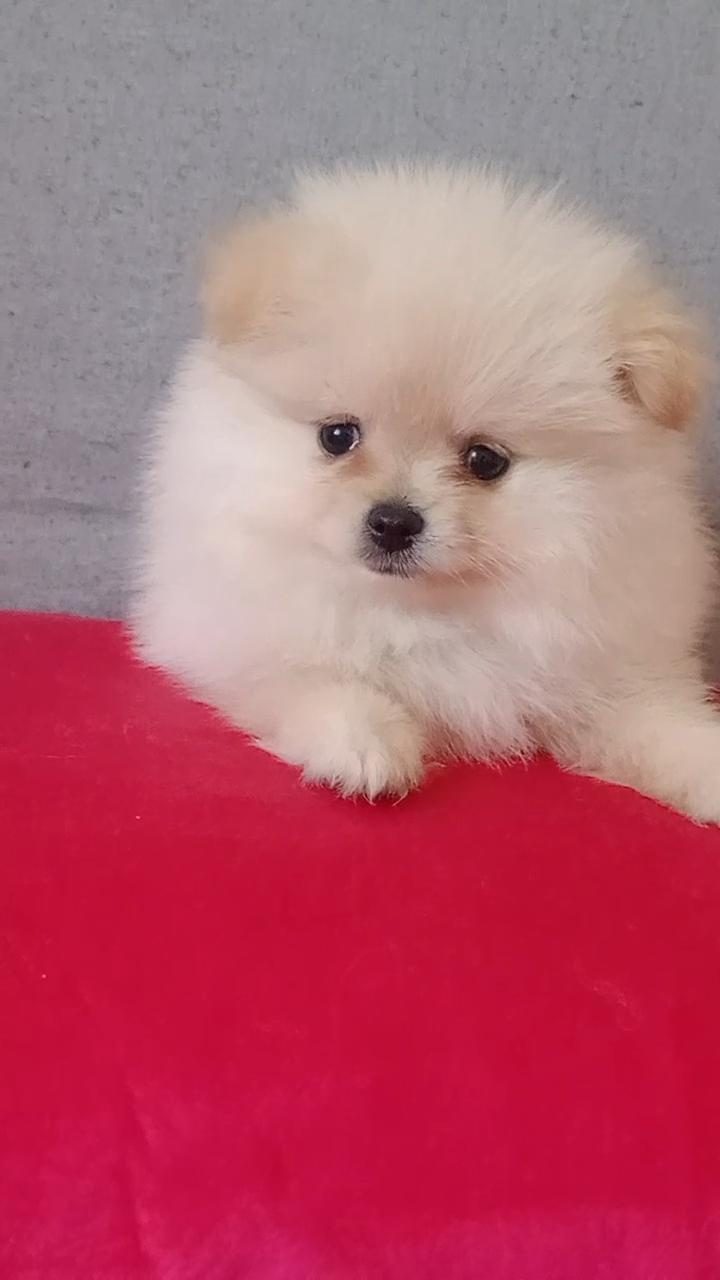 POMERANİAN BOO ERKEK
