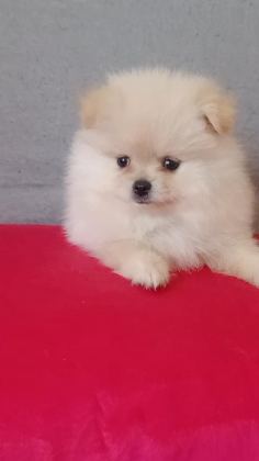 POMERANİAN BOO ERKEK