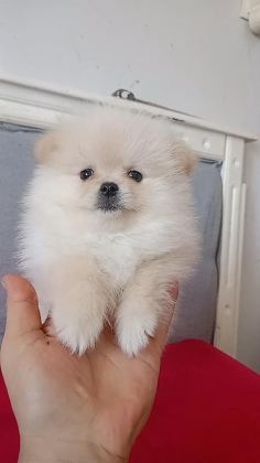 POMERANİAN BOO ERKEK
