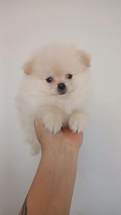 POMERANİAN BOO ERKEK