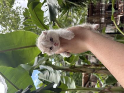 TATLI YAVRU KEDİMİZ YENİ YUVASINI BEKLİYOR