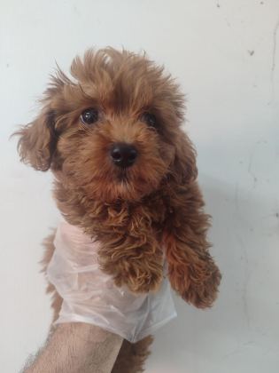DÜNYALAR GÜZELİ MALTİPOO