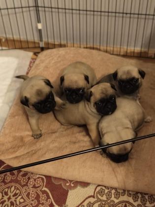 PUG YAVRULARIM YENİ SAHİBİNİ BEKLİYOR