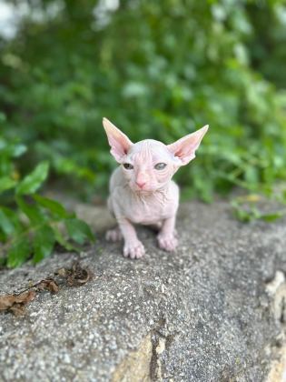 NADİR BEYAZ SFENKS KEDİMİZ YENİ YUVASINI BEKLİYOR