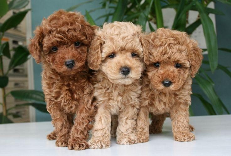 TOY POODLE YAVRULARIM SAĞLIK VE IRK GARANTİLİDİR