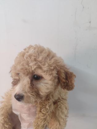 DÜNYALAR GÜZELİ MALTİPOO