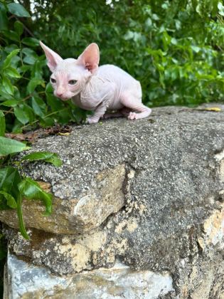 NADİR BEYAZ SFENKS KEDİMİZ YENİ YUVASINI BEKLİYOR
