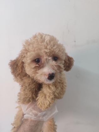 DÜNYALAR GÜZELİ MALTİPOO
