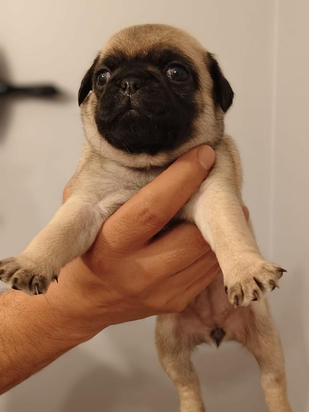 PUG YAVRULARIM YENİ SAHİBİNİ BEKLİYOR