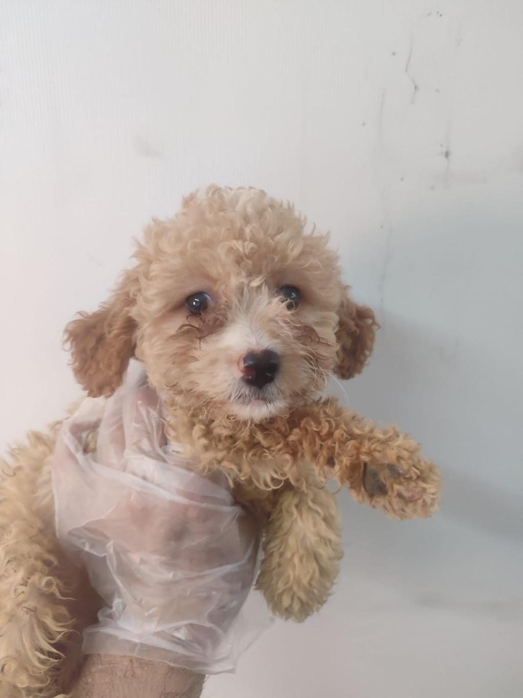 DÜNYALAR GÜZELİ MALTİPOO