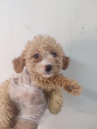 DÜNYALAR GÜZELİ MALTİPOO
