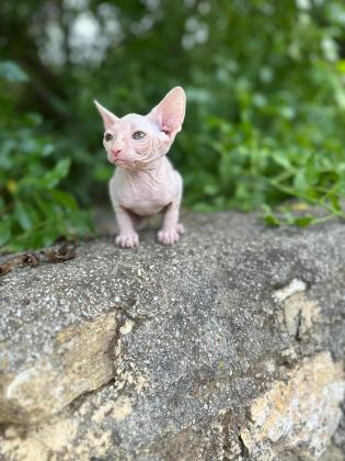 NADİR BEYAZ SFENKS KEDİMİZ YENİ YUVASINI BEKLİYOR