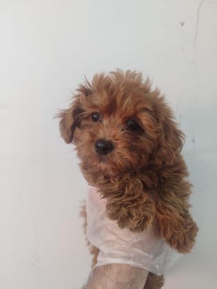 DÜNYALAR GÜZELİ MALTİPOO