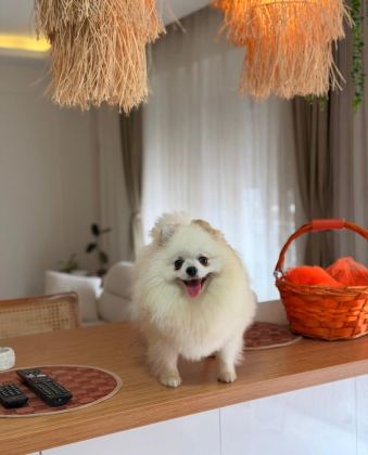 1 YAŞINDA DİŞİ ÜST KALİTE PART COLOR POMERANİAN
