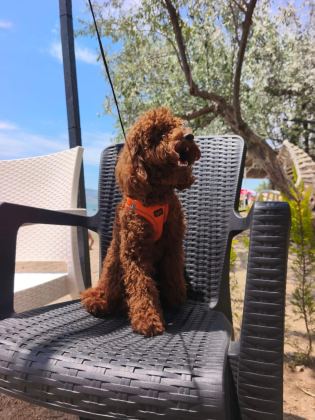 TOY POODLE YAVRULARIMIZ 8 AYLIK