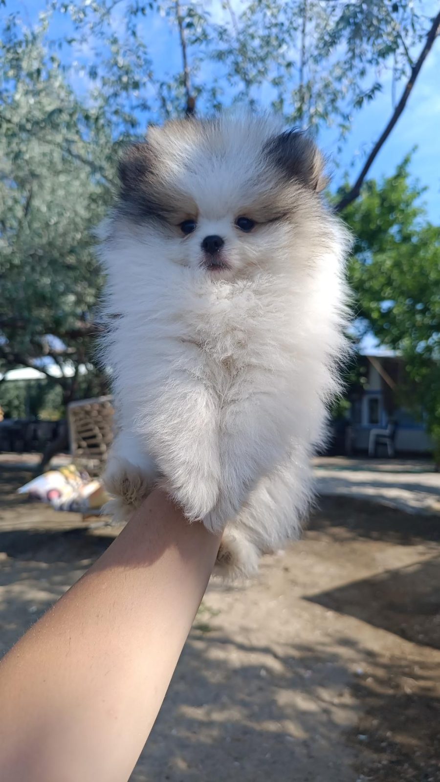 POMERANİAN ERKEK VE DİŞİ YAVRUMUZ