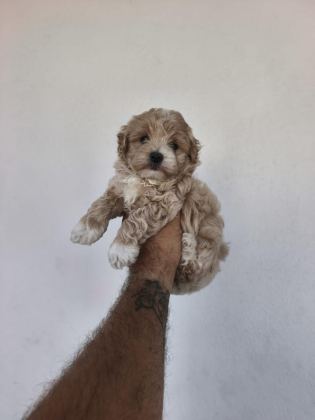 MALTİPOO CİNSİ YAVRULARIMIZ