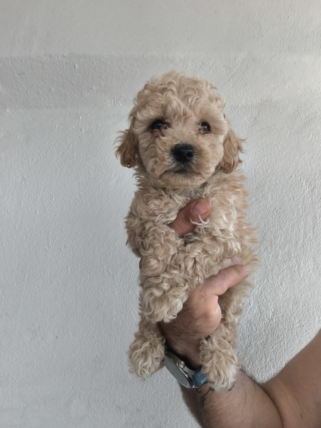 MALTİPOO CİNSİ YAVRULARIMIZ