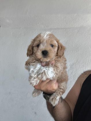 MALTİPOO CİNSİ YAVRULARIMIZ