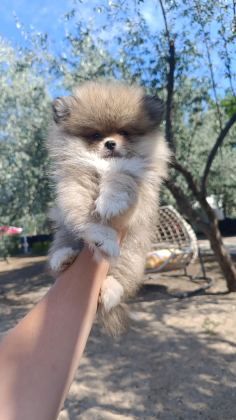 POMERANİAN ERKEK VE DİŞİ YAVRUMUZ