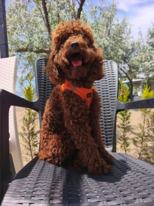 TOY POODLE YAVRULARIMIZ 8 AYLIK