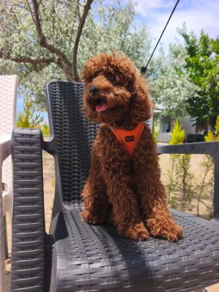 TOY POODLE YAVRULARIMIZ 8 AYLIK