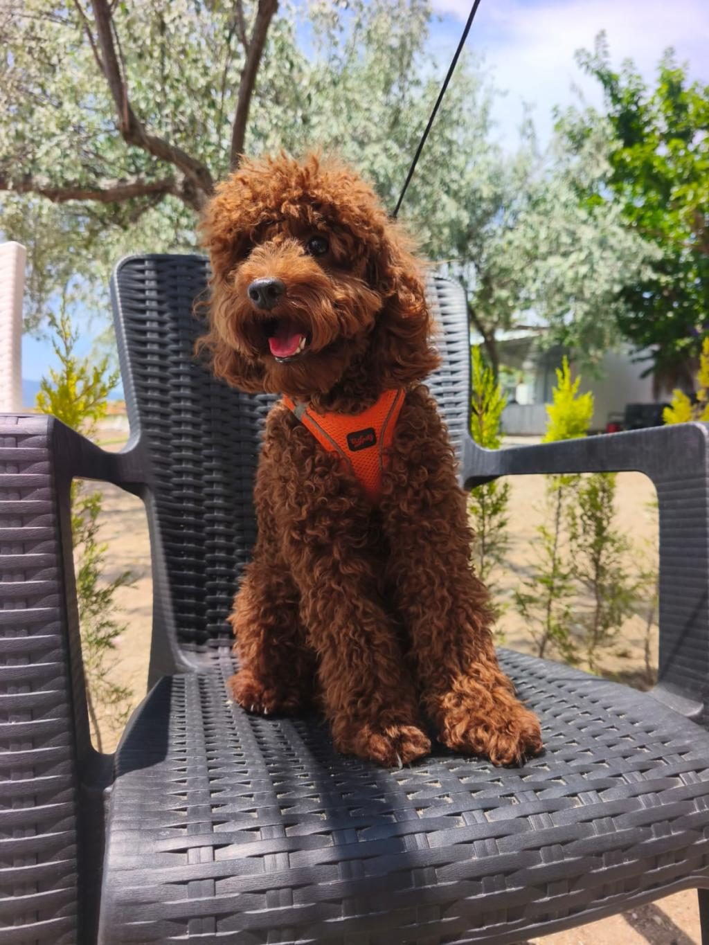 TOY POODLE YAVRULARIMIZ 8 AYLIK