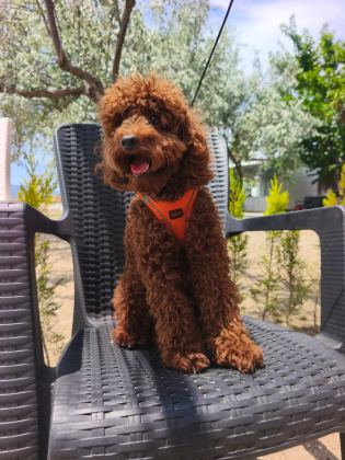TOY POODLE YAVRULARIMIZ 8 AYLIK