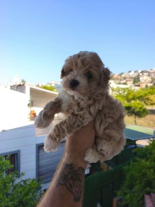 MALTİPOO CİNSİ YAVRULARIMIZ