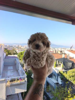 MALTİPOO CİNSİ YAVRULARIMIZ