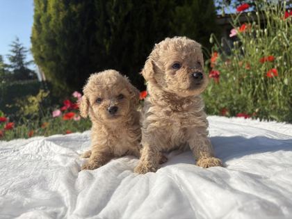 MALTİPOO KARAMEL