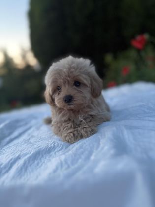 MALTİPOO KARAMEL