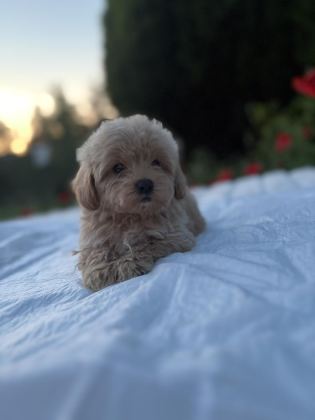 MALTİPOO KARAMEL