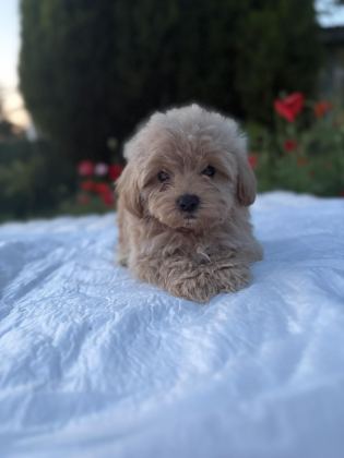 MALTİPOO KARAMEL