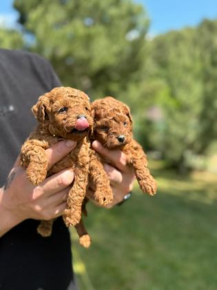 EVİNİZİN NEŞESİ POODLE YAVRULAR