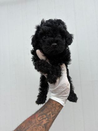 SİYAH İNCİ TOY POODLE