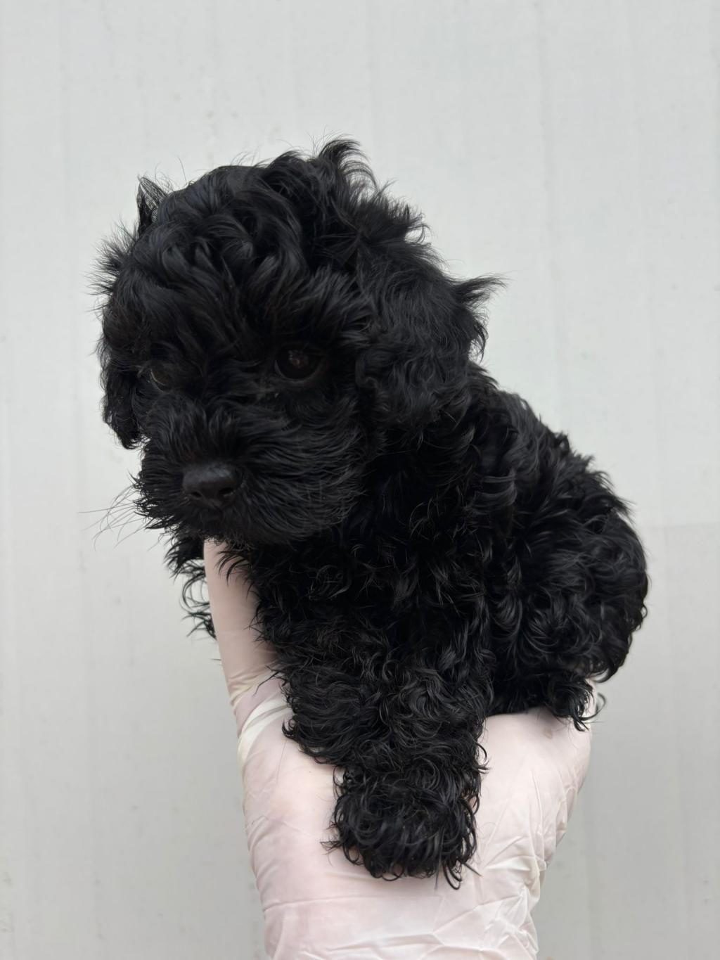SİYAH İNCİ TOY POODLE