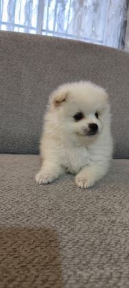 POMERANİAN BOO ERKEK VE DİŞİ YAVRULARIMIZ