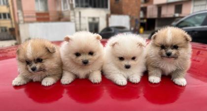 POMERANİAN BOO ERKEK VE DİŞİ YAVRULARIMIZ
