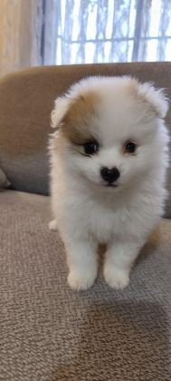 POMERANİAN BOO ERKEK VE DİŞİ YAVRULARIMIZ